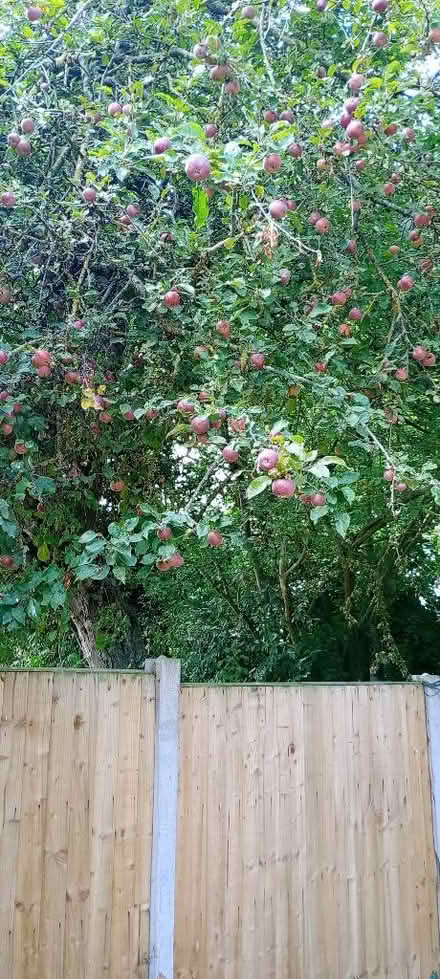 Photo of free Apples (Queensferry CH5) #1