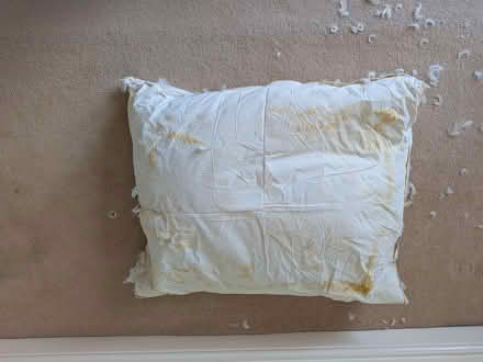 Photo of free Duck Feathers (inside old cushion covers) x 2 large cushions (Downend BS16) #2