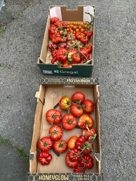 Photo of free Home grown tomatoes (Crawley RH11) #1