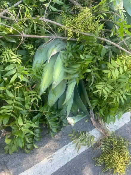 Photo of free Agave Plants (95129) #4