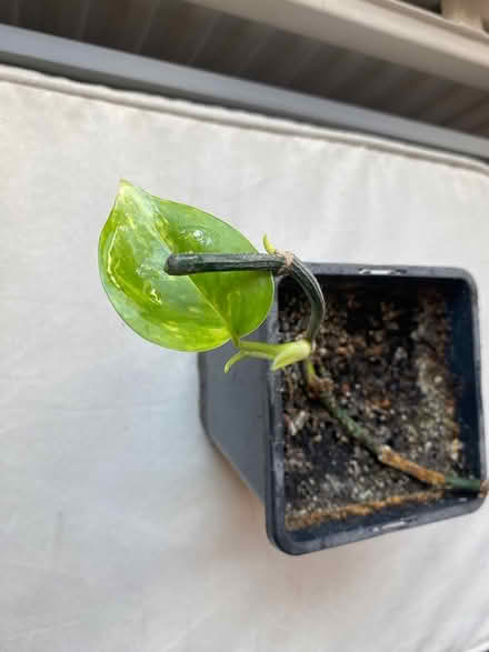 Photo of free Pothos - devils ivy plant (Iffley OX4) #1