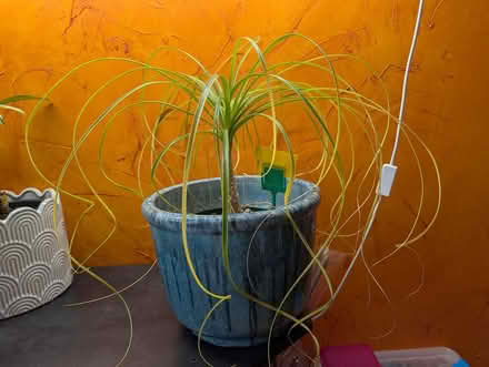 Photo of free Ponytail plant (Streetsville) #1