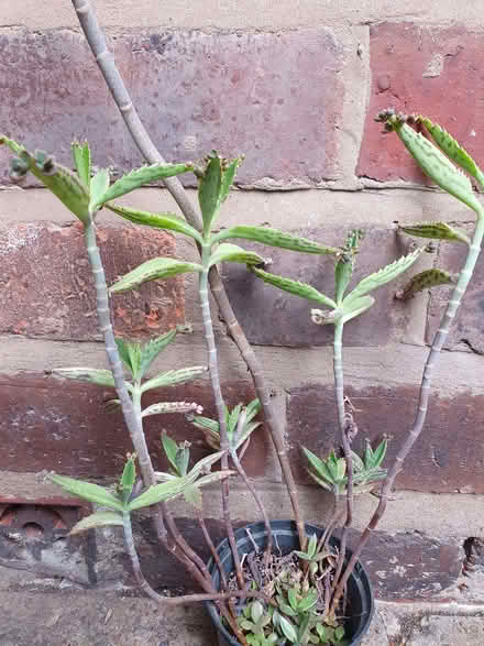 Photo of free Houseplant - Mother of Thousands (Cherry Orchard SY2) #1