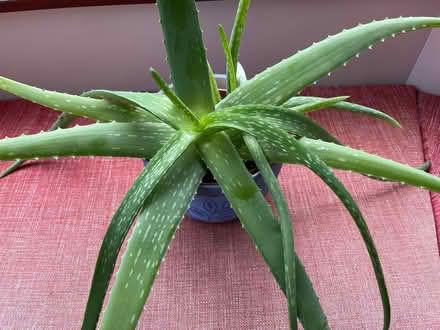 Photo of free Aloe Vera plants (Harpur Hill SK17) #1