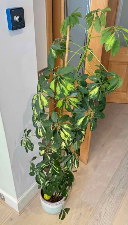 Photo of free Various Plants in Pots (Chelsea SW3) #2