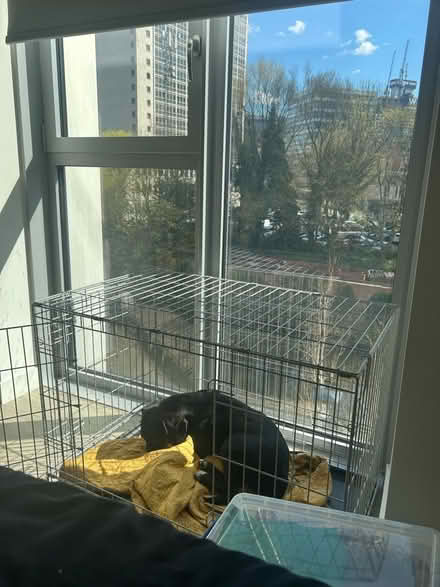 Photo of free Medium dog kennel (Spinningfields M3) #1