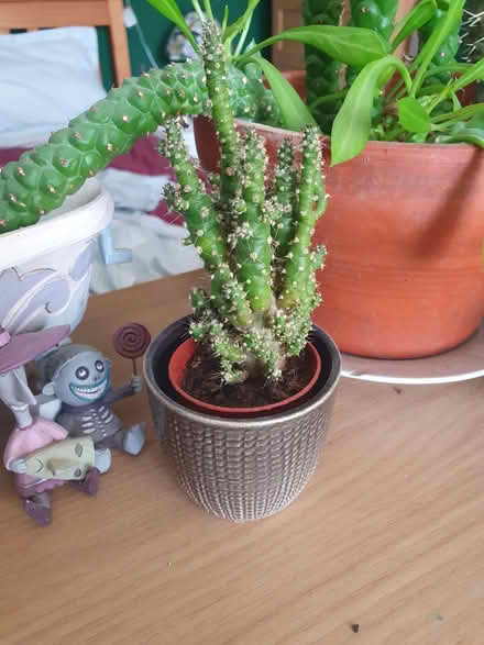 Photo of free Various cacti (Rotherhithe SE16) #3