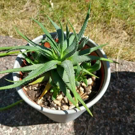 Photo of free Succulent plant (Low Fell NE9) #1