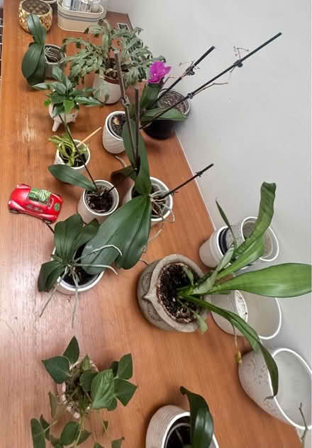 Photo of free Various Plants in Pots (Chelsea SW3) #4