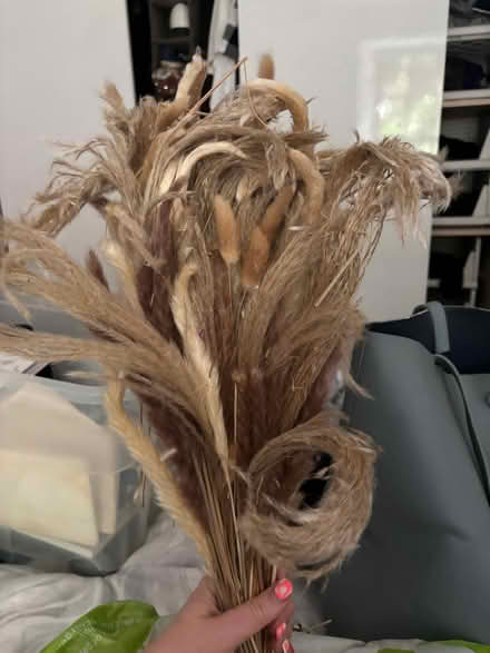 Photo of free Dried pampas grass/bunny tails (Trinity EH5) #1