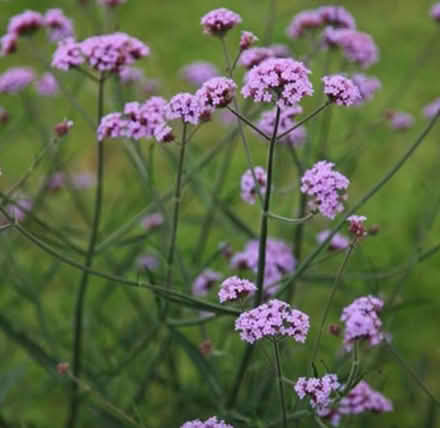 Photo of free Verbena (University of Bath BA2) #1