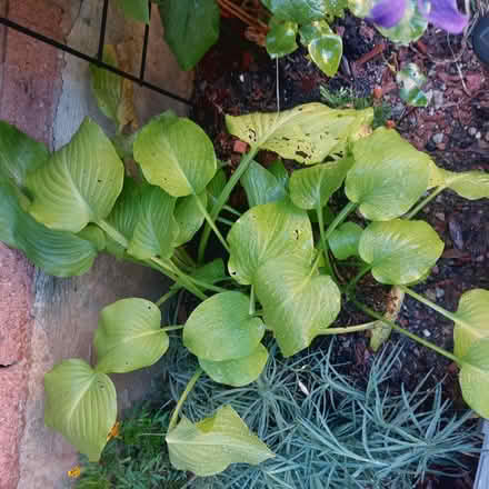 Photo of free Plant (Winston Churchill/Liard road) #1