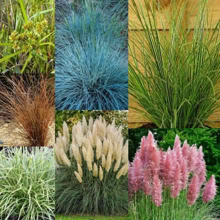 Photo of Ornamental grass (Snodland) #1