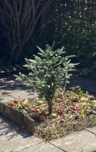 Photo of free Yew tree (small) (Cheshunt EN7) #1