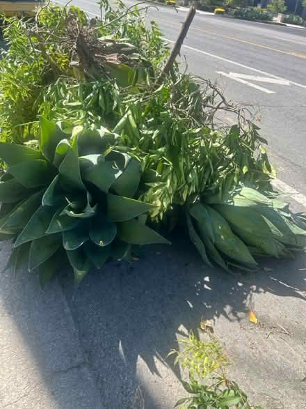 Photo of free Agave Plants (95129) #3