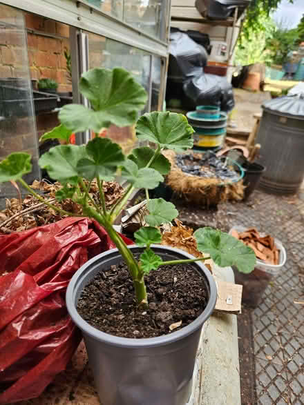 Photo of free Pelargoniums(Geraniums) (Loughborough LE11) #1