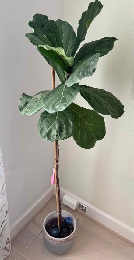Photo of free Various Plants in Pots (Chelsea SW3) #1