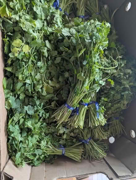 Photo of free Cilantro - upper Marlboro (Upper Marlboro) #1