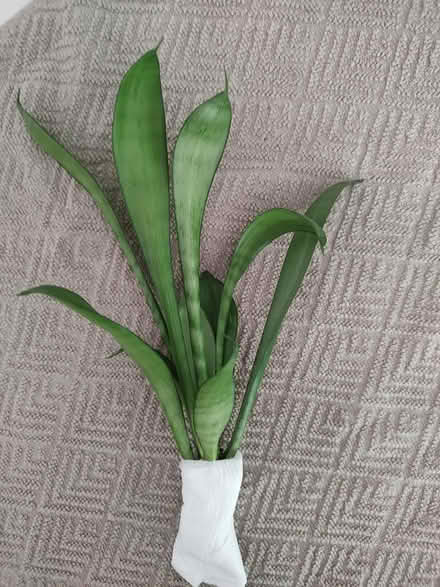 Photo of free Snake plant (Odenton) #1