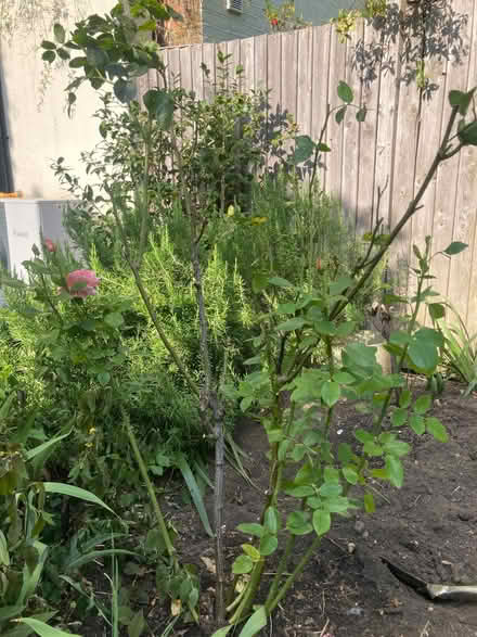 Photo of free 4 rose bushes (Harringay N4) #1
