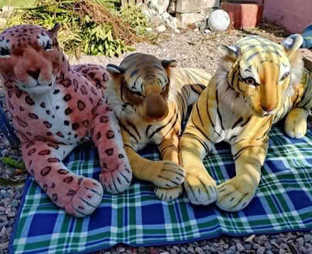 Photo of free Three large stuffed tigers (Strandtown BT4) #1
