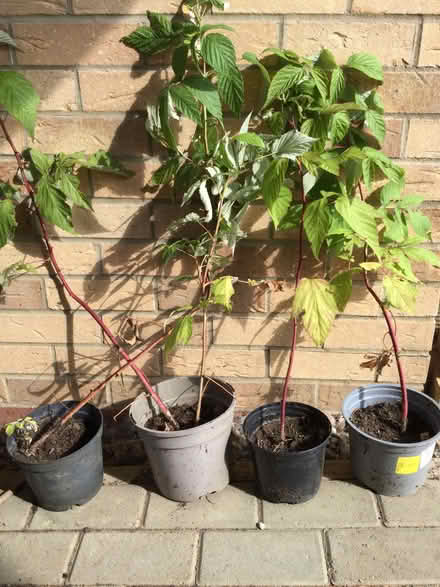 Photo of free 4x raspberry plants (Calverton MK11) #1