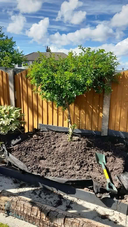 Photo of free Young Apple Tree (Bent Gate BB4) #1