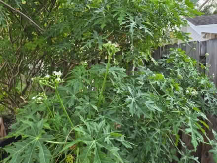 Photo of free Chata cuttings (palm harbor CR 1 Tpa Road) #1
