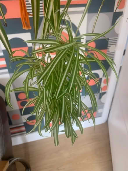 Photo of free Spider plantlets (Churchdown GL3) #1