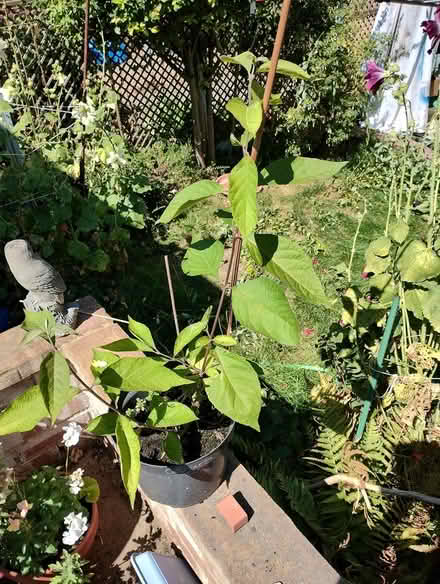 Photo of free Buddleia (Bratton) #1