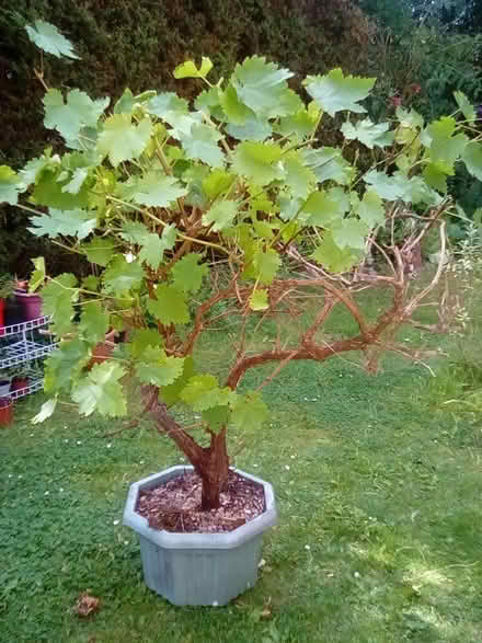 Photo of free Red grape vine (Derby DE23) #1
