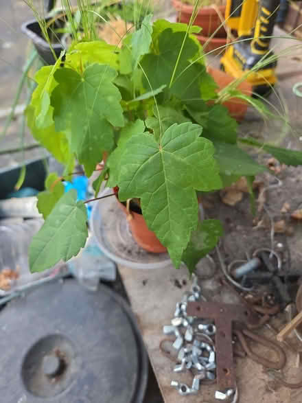 Photo of free Various plants (Willey Green GU3) #2