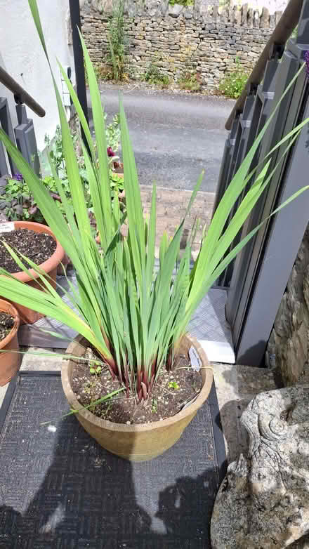 Photo of free Gladioli. (Forest Green GL6) #1