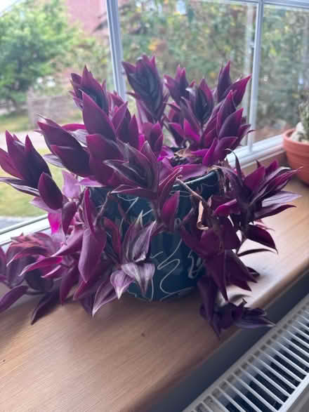 Photo of free House plants 🪴 (Caerphilly CF83) #1