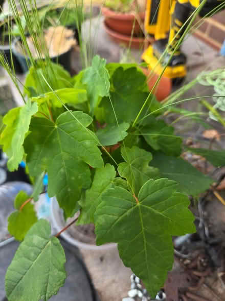 Photo of free Various plants (Willey Green GU3) #1