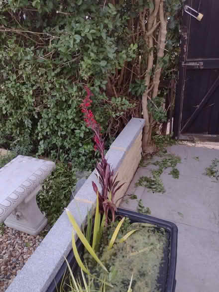 Photo of free Pond plants (Eltham SE9) #3
