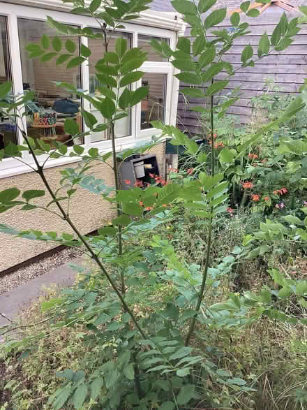 Photo of free Small tree (Caton LA2) #2