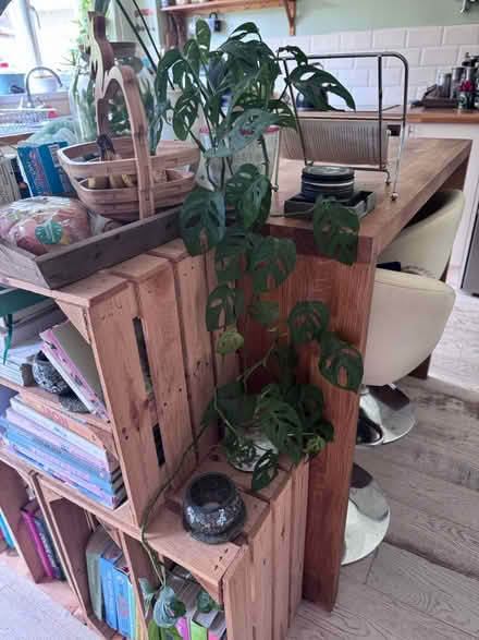 Photo of free House plants 🪴 (Caerphilly CF83) #3