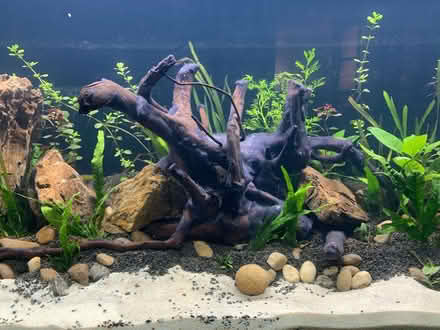 Photo of free 220 litre fish tank + accessories (Middlebrook BL6) #4