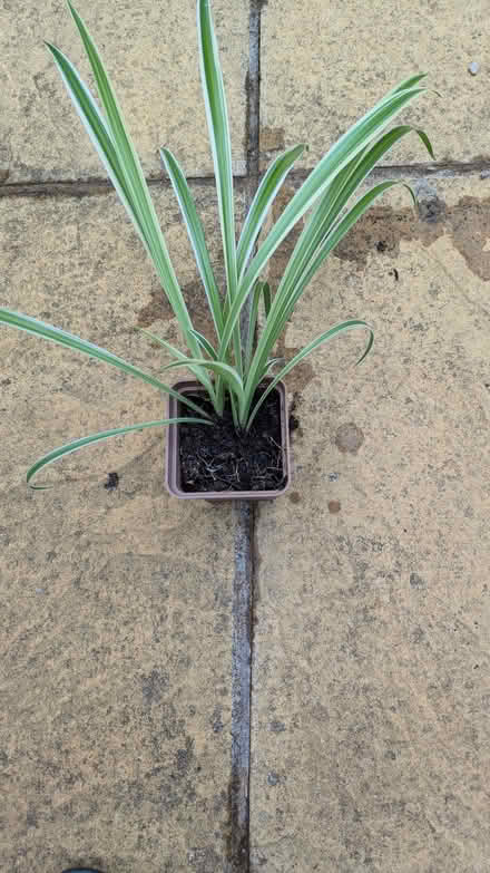 Photo of free Spider plants (Chesham HP5) #2