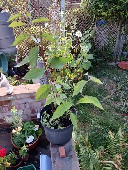 Photo of free Buddleia (Bratton) #1