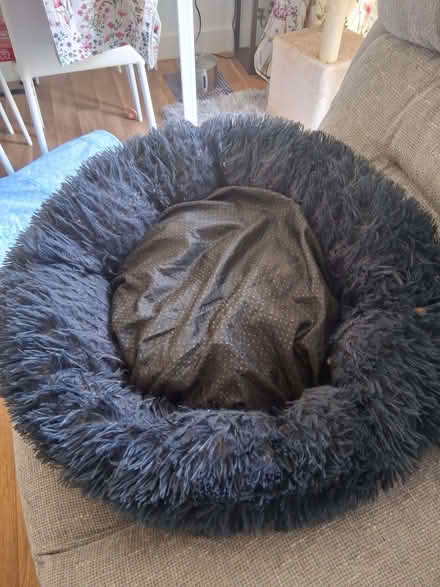 Photo of free Pet bed (Loose ME15) #1