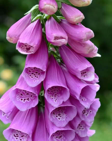 Photo of free Foxglove Seeds (Mosborough S20) #1