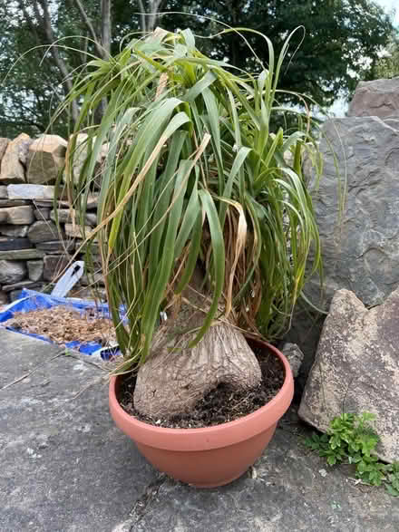 Photo of free Ponytail palm (Furness Vale SK23) #1