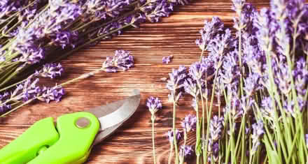 Photo of Lavender heads (Apley TF1) #1