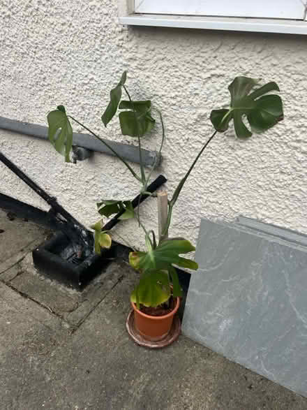 Photo of free Cheese plant (Letchworth SG6) #1