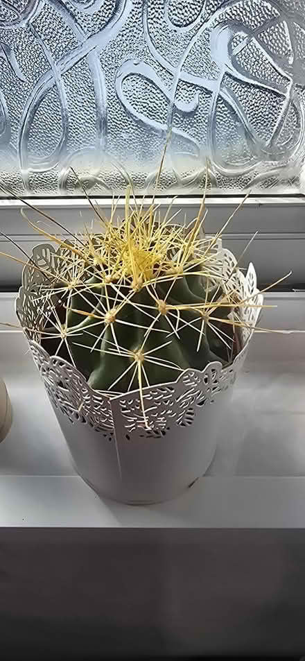 Photo of free 2cactus plants (Brierley Hill DY5) #1
