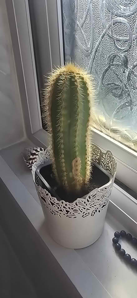 Photo of free 2cactus plants (Brierley Hill DY5) #2