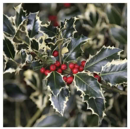 Photo of Variegated Holly cuttings (Norwich NR1) #1