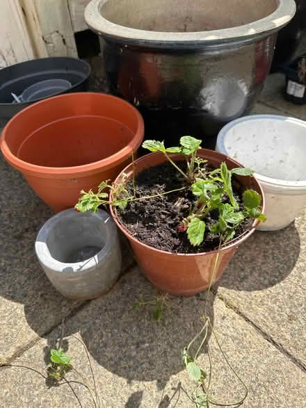 Photo of free Mix of plant pots&wild strawberry (CO4 9 Colchester) #1